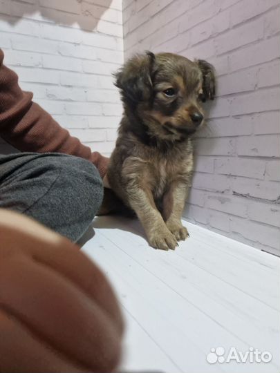 Щенки чихуахуа