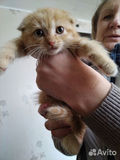 Кошки в добрые руки бесплатно