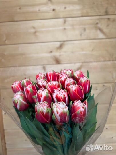 Тюльпаны