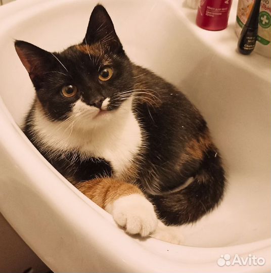 Кошка в добрые руки
