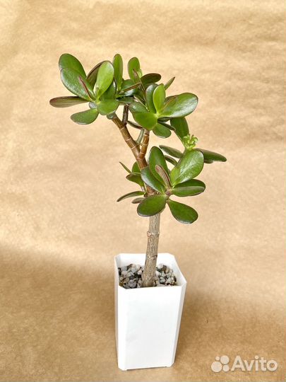 Толстянка Крассула