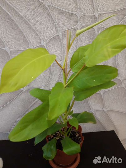 Филодендрон Малай голд, эпипремнум