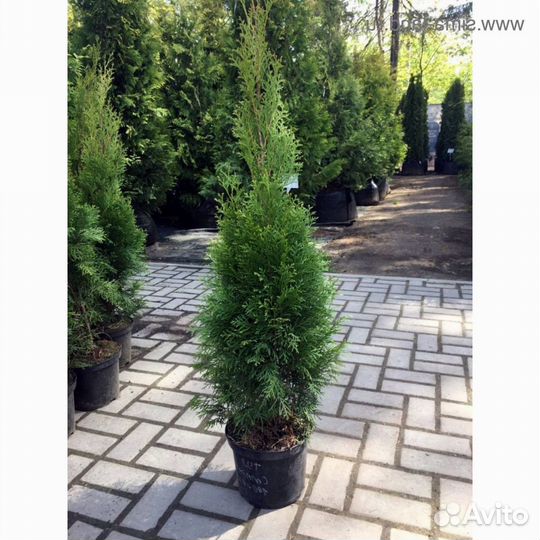 Туя в мультиплатах