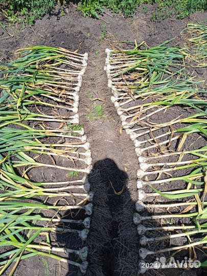 Чеснок сортовой на посадку и еду