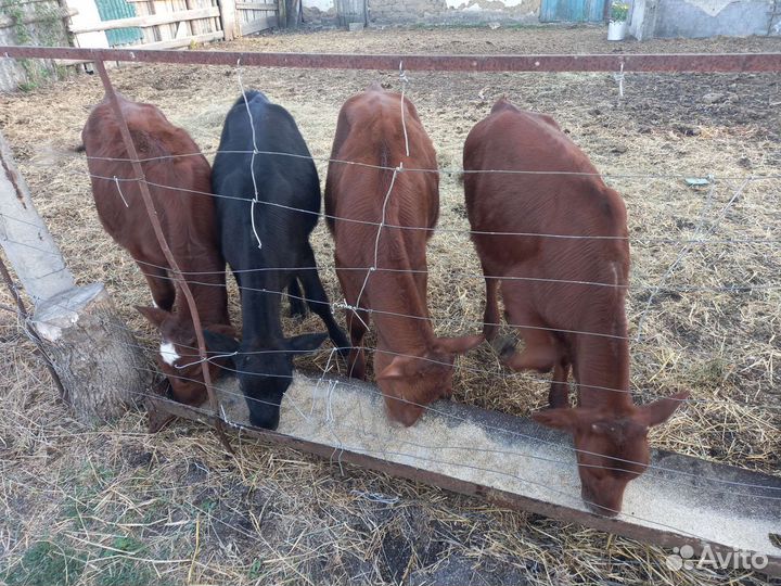 Телята-телки