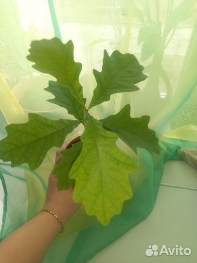 Саженцы Рассада Дуб