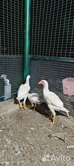 Турки семья