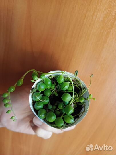 Крестовник роули