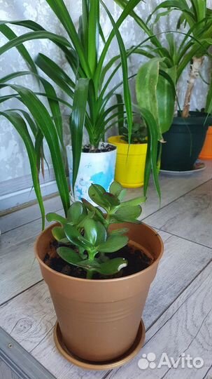 Комнатные растения