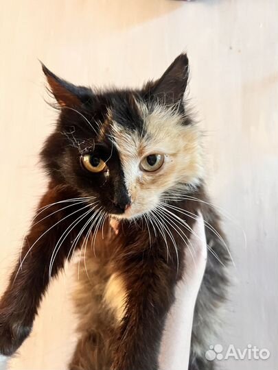 Кошечка подросток