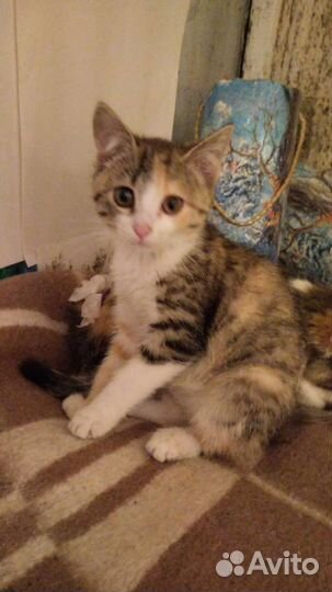 Трехцветка