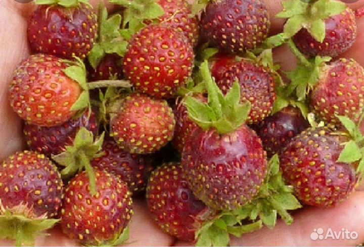 Земклубника пенелопа