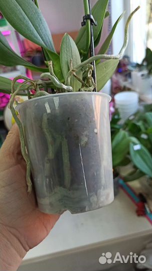 Орхидея фаленопсис