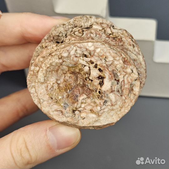 Окаменелый одиночный коралл Ругоза Rugosa