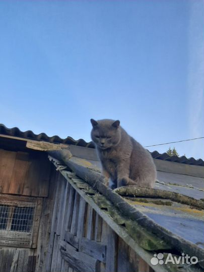 Котик британец или шотландец