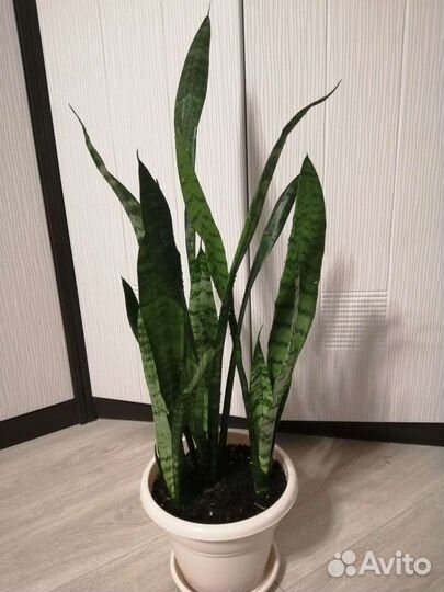 Сансевиерия, хавортия, зефирантес