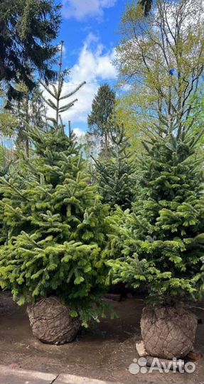 Пихта Корейская из питомника с доставкой