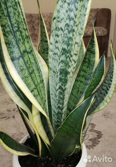 Комнатные растения