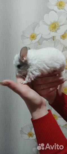 Шиншиллы(хороший подарок )