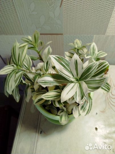 Традесканция Альбифлора, Зебрина