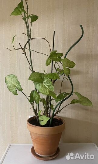 Сингониум с горшком