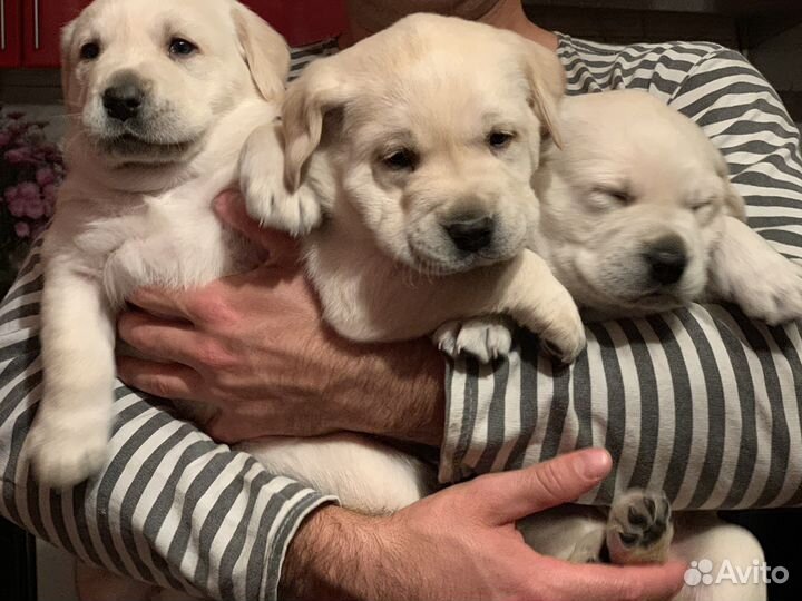 Лабрадоры.супер детки