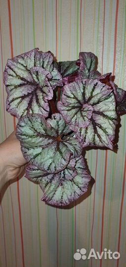 Бегонии сортовые