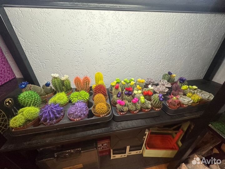 Цветы домашние в горшках