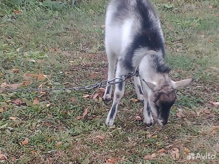 Козлик зааненский