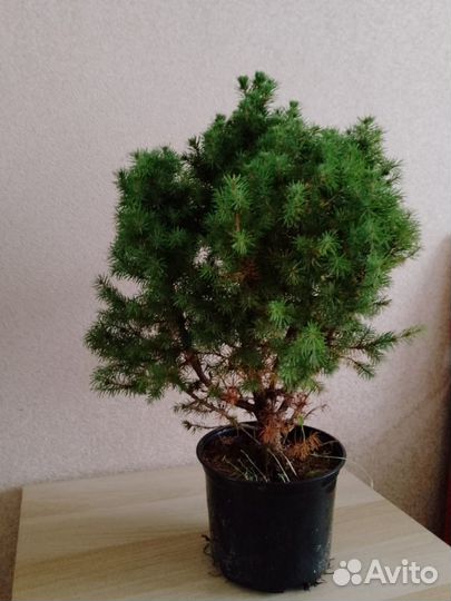 Ель декоративная