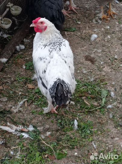 Петушки породы 