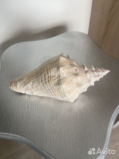 Ракушка морская