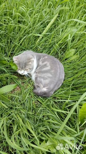 Кошки бесплатно