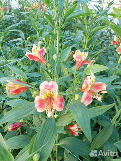 Альстромерия Срез