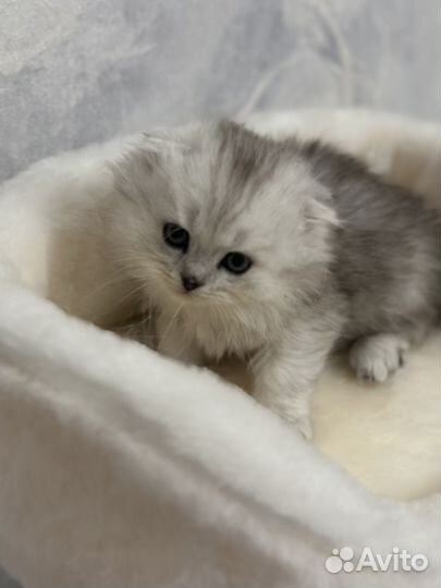 Британская