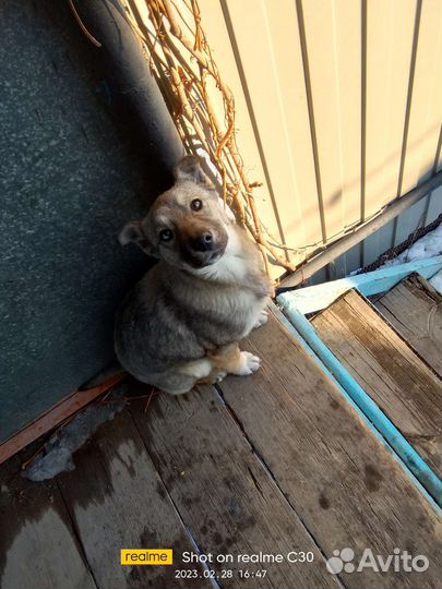 В добрые руки