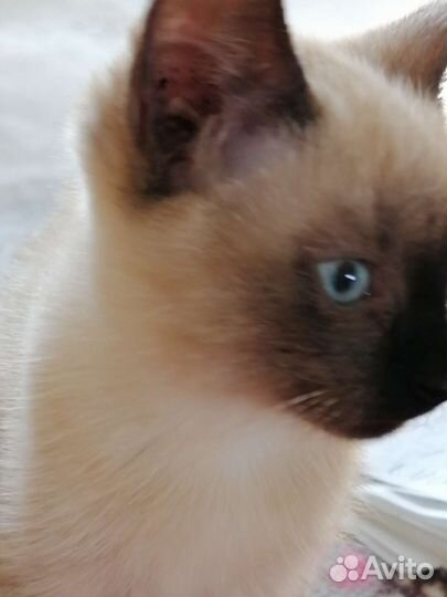 Сиамская кошечка