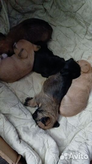 Домашние животные собаки маленькие