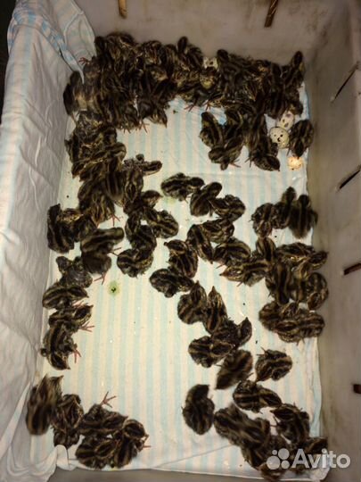 Перепелята