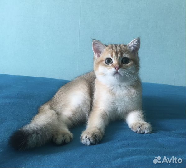 Британские котята