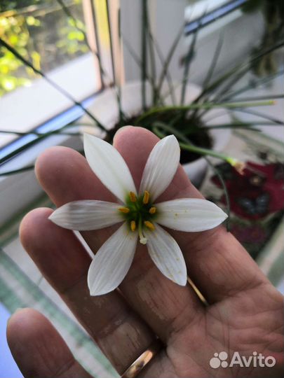 Комнатные цветы педилантус, зефирантес, каланхо