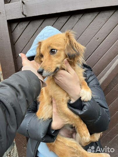 Щенок в добрые руки