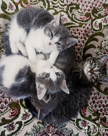 Котята в добрые руки