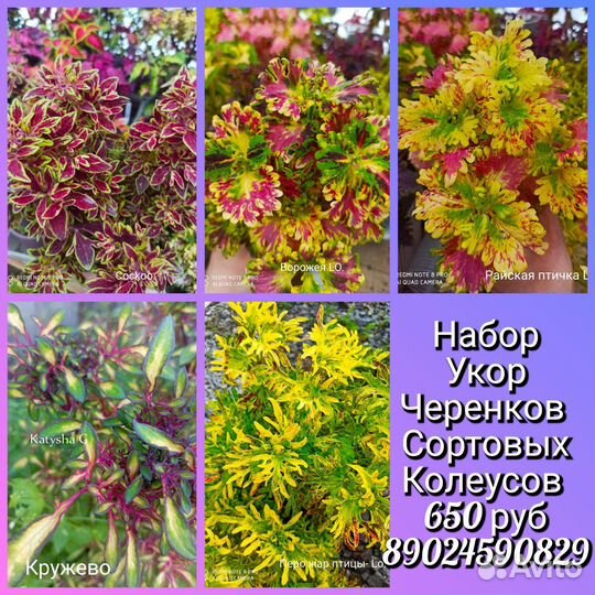 Колеусы вегетативные