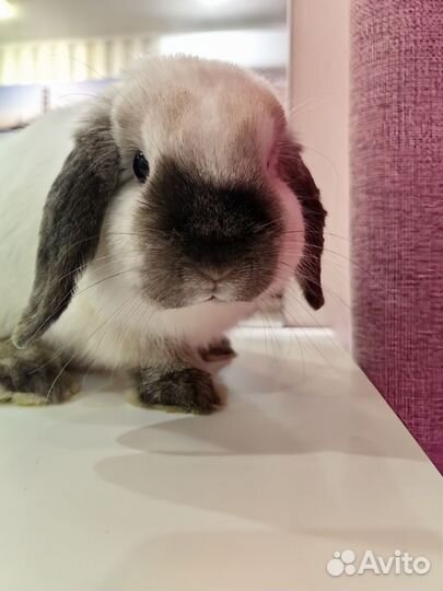 Кролик минилоп