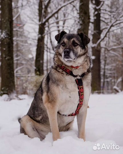 Собака из приюта бесплатно в добрые руки