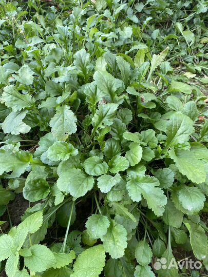 Многолетние цветы, садовая ромашка, лилейники