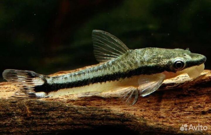 Аквариумные рыбки