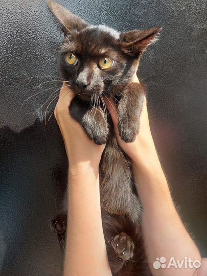 Кошка в добрые руки
