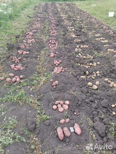Картофель